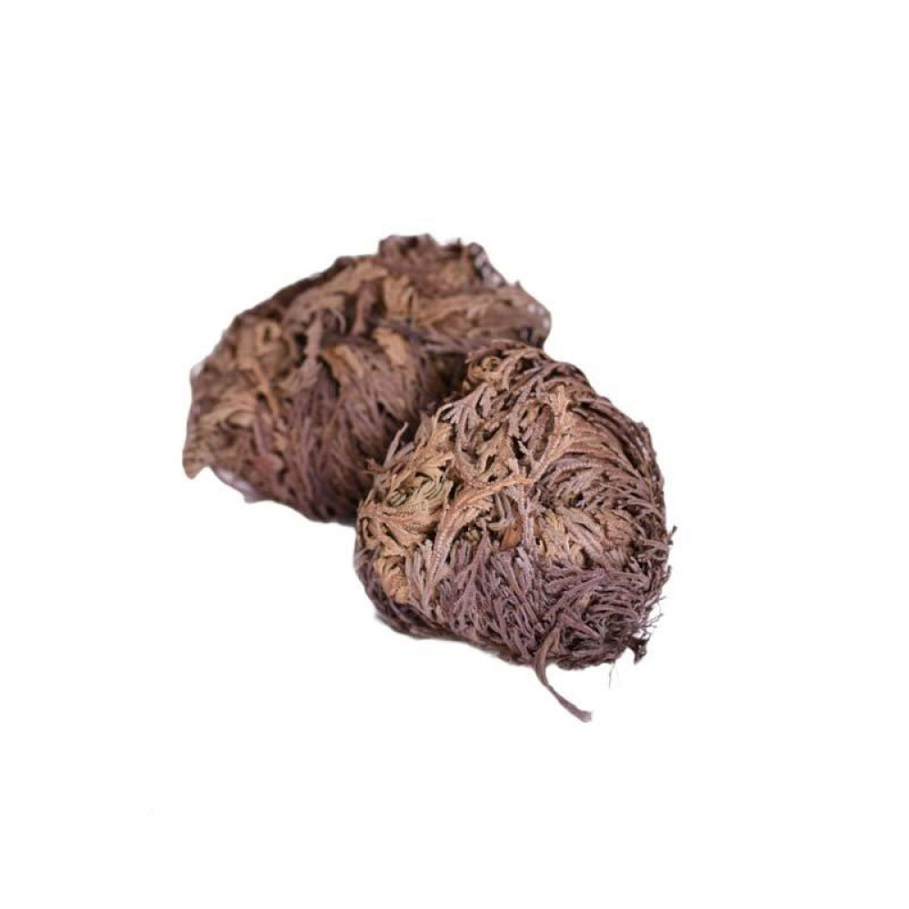 Ρόδο της Ιεριχούς (Φυτό της Νεκρανάστασης, Ρόδο της Παναγίας, Selaginella lepidophylla)